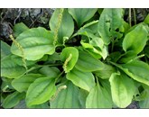 Thuốc nam trị ung thư phổi có hiệu quả không